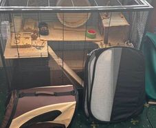 Rodent Cage