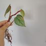 Philodendron Billetai, sodiroi, and hederaceum 'rio' Image 6