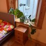 Monstera and pot Image 2