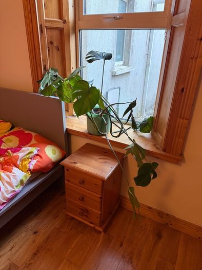 Monstera and pot