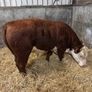 Pedigree Hereford bull Image 2