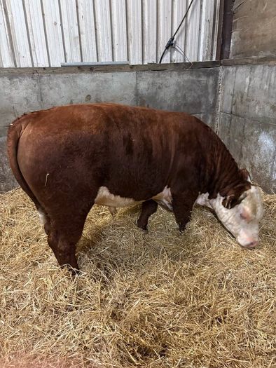 Pedigree Hereford bull