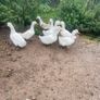 Ducks & drakes Image 3