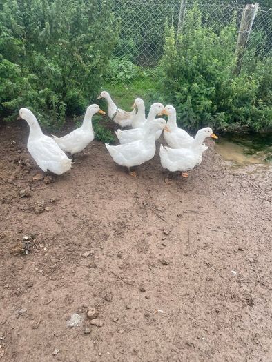 Ducks & drakes