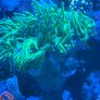 coral Image 3