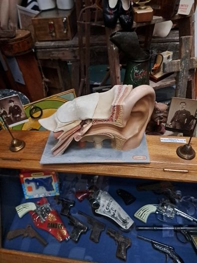Vintage Human Ear Anatomical