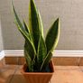 Snake plant Image 2
