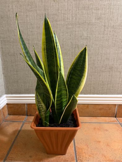 Snake plant