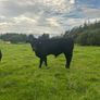 2nd calf AAX cow Image 10