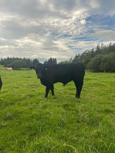 2nd calf AAX cow