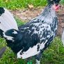 Appenzellar roosters for sale Image 3