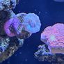 coral frags Image 5