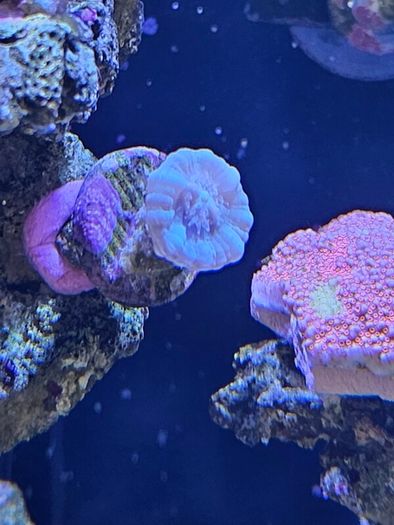 coral frags