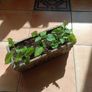 Terracotta planter with 3 spilanthes plants Image 2