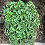 Tomato Plants Image 2
