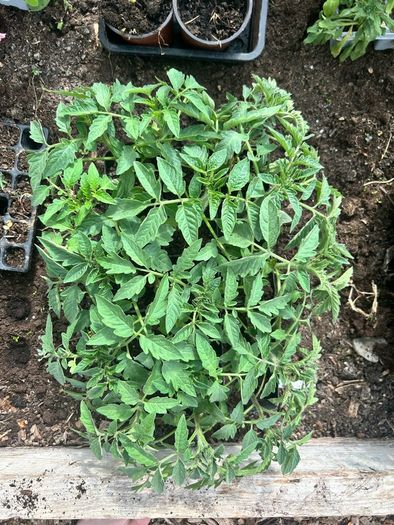 Tomato Plants