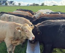 Cattle