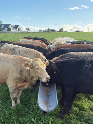 Cattle
