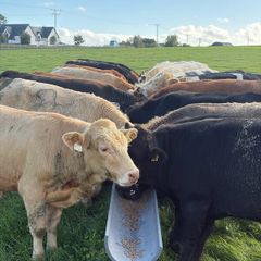 Cattle