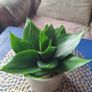 Healthy Sansevieria Hahnii in Decorative Pot Image 6