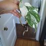 monstera albo Image 3