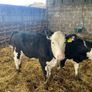 Weanlings Hereford Calves Image 9