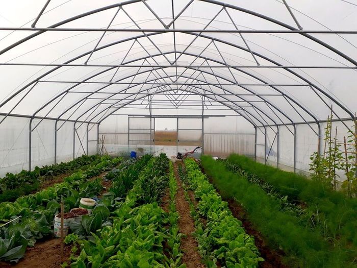 Polytunnels Kenmare