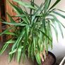 Yucca Image 2