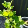 Pink gooseberry plants Image 2