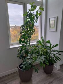 schefflera plant