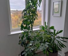 schefflera plant