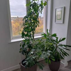 schefflera plant
