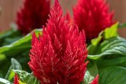 (C) Celosia Scarlet Plume seeds (0.3g) aprox. 480 seeds (416103)