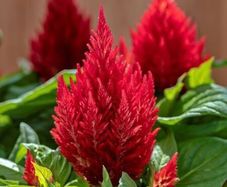 (C) Celosia Scarlet Plume seeds (0.3g) aprox. 480 seeds (416103)