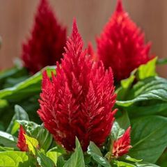 (C) Celosia Scarlet Plume seeds (0.3g) aprox. 480 seeds (416103)