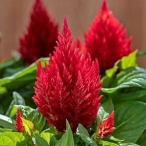(C) Celosia Scarlet Plume seeds (0.3g) aprox. 480 seeds (416103)