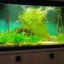 200 liter fish tank Image 2