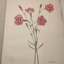 Old Carnations and Pinks First Edition Image 8
