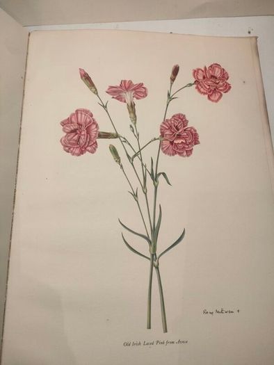 Old Carnations and Pinks First Edition