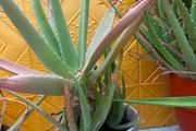 Indoor Plant