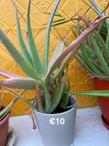 Indoor Plant