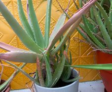 Indoor Plant