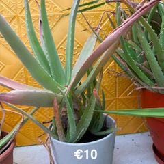 Indoor Plant