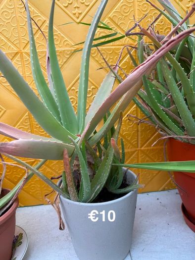 Indoor Plant
