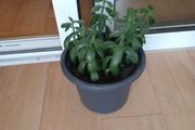 house plant