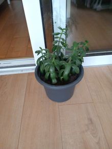 house plant