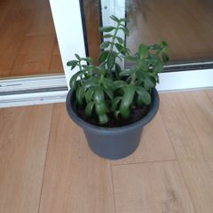 house plant