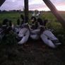 Poultry Image 7