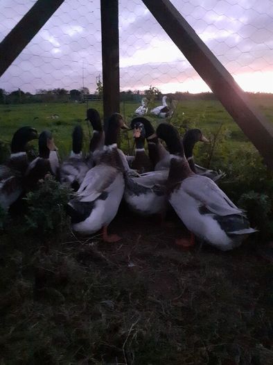 Poultry