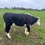 Hereford Bullocks - Forward Stores Image 7